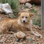 Hund in Marokko
