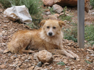 Hund in Marokko